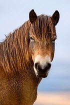 Exmoor pony (Equus ferus caballus) portrait, semi-feral native breed, in Exmoor National Park, Somerset / Devon, England. November.