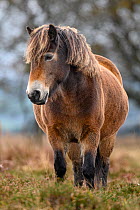 Exmoor pony (Equus ferus caballus), semi-feral native breed, in Exmoor National Park, Somerset / Devon, England. November.