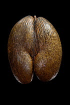 Sea coconut seed (Lodoicea maldivica), largest plant seed in the world endemic to Seychelles. Seed from islands of Praslin and Curieuse. Photographed with multi-flash set up. Focus stacked image.