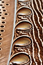 Close up detail of Great argus pheasant feather (Argusianus argus) from rainforest of South East Asia. Feather specimen from Danum Valley, Sabah, Borneo. Focus stacked image.