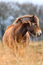 Exmoor pony (Equus ferus caballus), semi-feral native breed, in Exmoor National Park, Somerset / Devon, England.