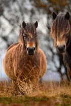 Two Exmoor ponies (Equus ferus caballus), semi-feral native breed, in Exmoor National Park, Somerset / Devon, England.