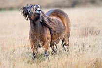 Male Exmoor pony (Equus ferus caballus), semi-feral native breed, sniffing the air, flehmen response to female scent. Exmoor National Park, Somerset / Devon, England. November.