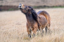 Male Exmoor pony (Equus ferus caballus), semi-feral native breed, sniffing the air, flehmen response to female scent, Exmoor National Park, Somerset / Devon, England. November.