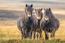 Three Exmoor ponies (Equus ferus caballus), semi-feral native breed, in Exmoor National Park, Somerset / Devon, England. November.