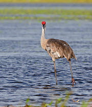 Sandhill crane (Grus canadensis) wading through shallow water, Myakka River State Park, Florida, USA.