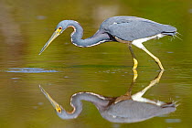 Tricolored heron (Egretta tricolor) fishing in pond, Everglades National Park, Florida, USA. March.