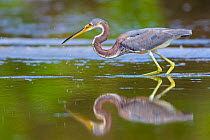 Tricolored heron (Egretta tricolor) fishing in pond, Everglades National Park, Florida, USA. March.