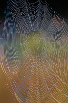 Orchard orb weaver spider (Leucauge venusta) web covered on dew. Everglades National Park, Florida, USA. March.