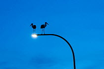Two White storks (Ciconia ciconia) perched on a street light, silhouetted at dusk, Madrid, Spain. June.
