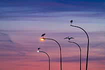 Four White storks (Ciconia ciconia) perched on street lights, silhouetted at dusk, Madrid, Spain. June.
