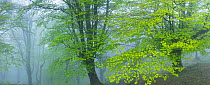 Beech (Fagus sylvatica) forest shrouded in fog in spring, Cantabria, Spain. April.