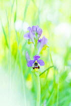 Bee orchid (Ophrys apifera) in flower, Cantabria, Spain. May.