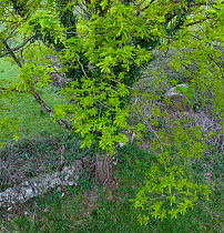 Aerial view a Sessile oak (Quercus petraea) tree in spring, Liendo Valley. Cantabria, Spain. March.