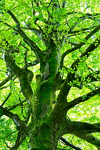 Beech (Fagus sp.) tree in spring, Cantabria, Spain. May.