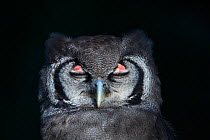 Verreaux's eagle-owl (Bubo lacteus) with eyes close, head portrait, Spain. January.