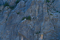 Two Egyptian vultures (Neophron percnopterus), one perched on sheer cliff face with another taking flight, Spain. June.