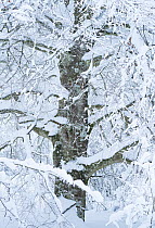 Beech (Fagus sp.) tree covered in snow in winter, Sierra de Entzia Natural Park, Basque Country, Spain. January.