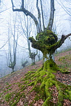 Pollarded Beech (Fagus sp.) forest shrouded in mist, Gorbeia Natural Park, Basque Country, Spain. March.