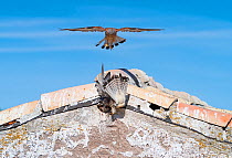 Lesser kestrel (Falco naumanni) adult feeding chicks in nest hole in the eaves of a roof with another adult hovering overhead, Castile La Mancha, Spain. July.