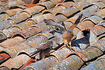 Lesser kestrel (Falco naumanni) landing on a tiled roof with food in its beak to feed its two waiting chicks, Castile La Mancha, Spain, Europe