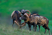 Three male Common mouflon / European mouflon (Ovis orientalis musimon) calling, Spain. October.