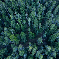 Aerial view of Pine (Pinus) and Silver fir (Abies alba) trees in forest, Pyrenees Mountains, Aragon, Spain. November.