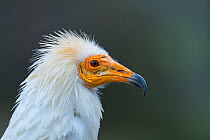 Egyptian vulture (Neophron percnopterus) head portrait, Spain. January.