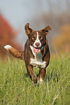Chocolate Border collie dog (Canis familiaris) running through grass meadow, mouth open, Maryland, USA.