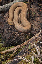 Common watersnake (Nerodia sipedon), coiled up, basking, Maryland, USA.
