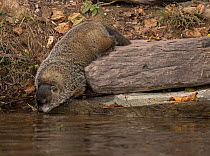 Groundhog (Marmota monax) drinking from lake, Maryland, USA.