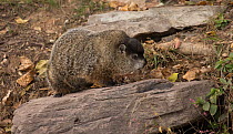 Groundhog (Marmota monax) on stone near riverbank, Maryland, USA.
