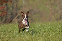 Chocolate Border collie dog (Canis familiaris) running through grass meadow, mouth open, Maryland, USA.