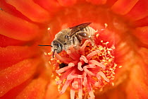 Cactus bees (Diadasia Rinconis) feeding on nectar and collecting pollen from Hedgehog cactus (Echinocereus) flower, Sonoran desert, Arizona, USA.