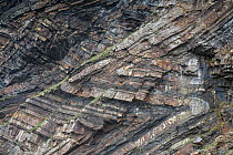 Chevron folding in Carboniferous, Culm Measures sandstone and shale, Millook Haven, Cornwall, UK. January, 2022.