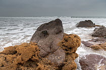 Honeycomb worm (Sabellaria alveolata) casts encrusting rocks on the foreshore, Bude, Cornwall, England, Atlantic Ocean, UK. January.