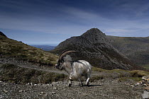 Mountain goat on the slopes of Glyder Fawr with Tryfan in the background, Snowdonia National Park, Wales, UK. September.