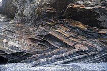 A recumbent chevron fold in Carboniferous, Culm Measures, sandstone and shale, with associated thrust faulting, Millook Haven, Cornwall, UK. January, 2022.