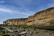 An outcrop of Triassic age, Sherwood sandstone on Hilbre Island, off West Kirby, Wirral, UK. January, 2021.