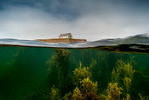 Split level image of the tiny chapel of St Cwyfan, surrounded by sea at high tide and underwater forests of mixed seaweed near Aberffraw, Anglesey, Wales, Irish Sea, UK. July. Landscape Photographer o...