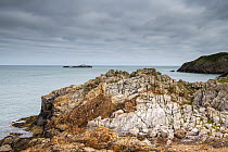 The Gwna Melange rock strata, a mixture of blocks of limestone, ferrous sandstone, jasper and phyllite, near Cemaes Bay, Anglesey, Wales, Irish Sea, UK. August, 2021.
