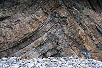 An anticlinal fold with minor thrusting in carboniferous, Culm Measures geological strata formation, Bude, Cornwall, UK. January, 2022.