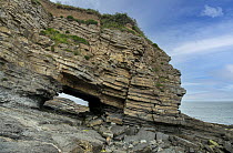 Natural arch in carboniferous limestone sea cliffs,  Penmon, Anglesey, Wales, Irish Sea, UK. June, 2017.