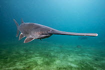 American paddlefish (Polyodon spathula), an introduced species native to the Mississippi River Basin, USA, swimming over lake bed, private lake, Moscow region, Russia.