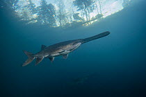 Two American paddlefish (Polyodon spathula), an introduced species native to the Mississippi River Basin, USA, swimming near surface, private lake, Moscow region, Russia.
