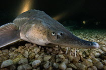 Russian sturgeon (Acipenser gueldenstaedtii), albino, resting on lake bed, private lake, Moscow region, Russia.