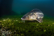Russian sturgeon (Acipenser gueldenstaedtii) on algae covered lake bed, private lake, Moscow region, Russia.
