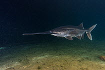 American paddlefish (Polyodon spathula), an introduced species native to the Mississippi River Basin, USA, swimming over lake bed, private lake, Moscow region, Russia.