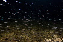 Shoal of fish fry swimming in dark, murky lake, private lake, Moscow region, Russia.