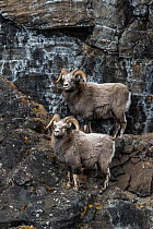 Two male Putorana snow sheep (Ovis nivicola borealis) standing on a rocky mountainside, Putoransky State Nature Reserve, Putorana Plateau, Siberia, Russia.
